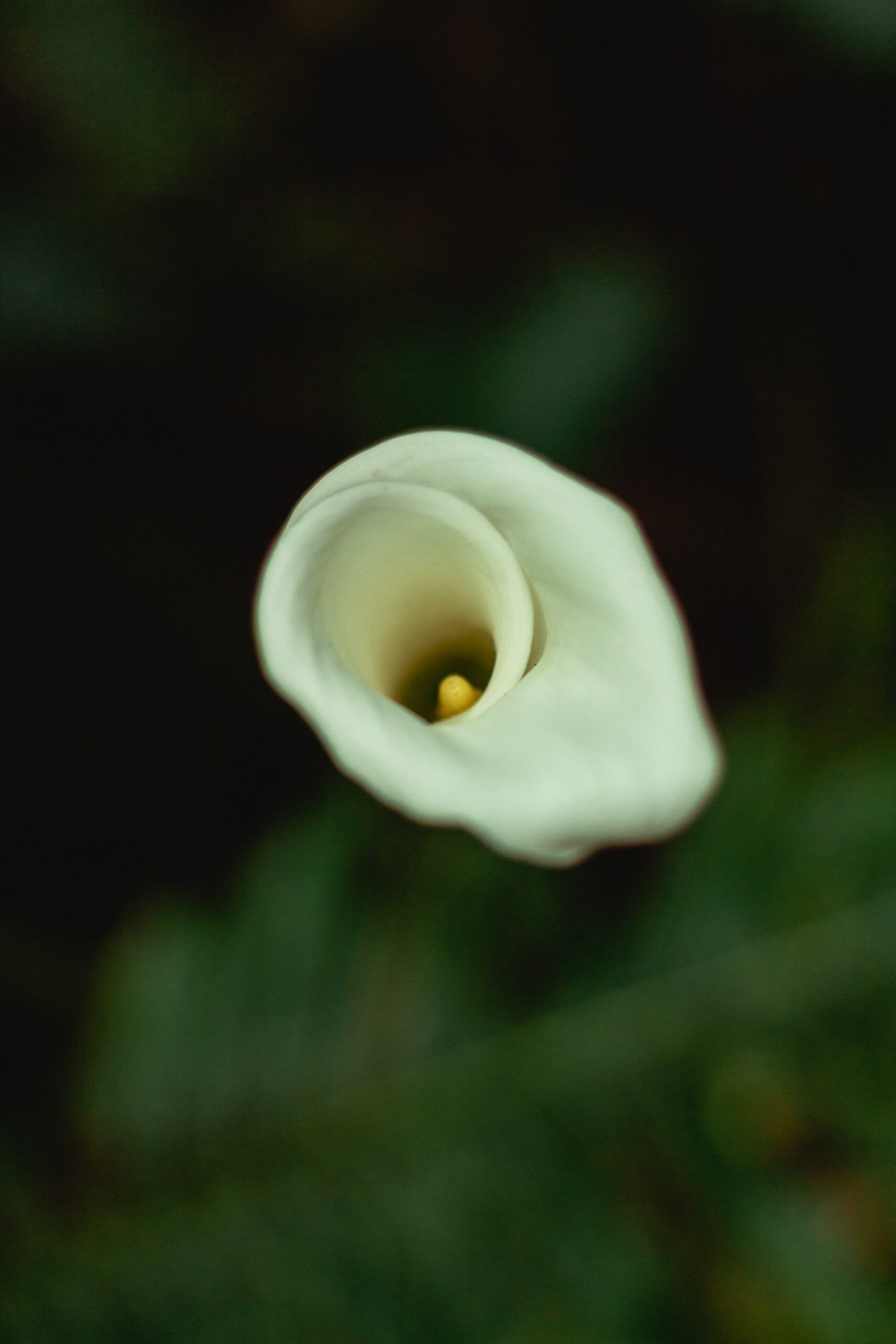 Rosy S